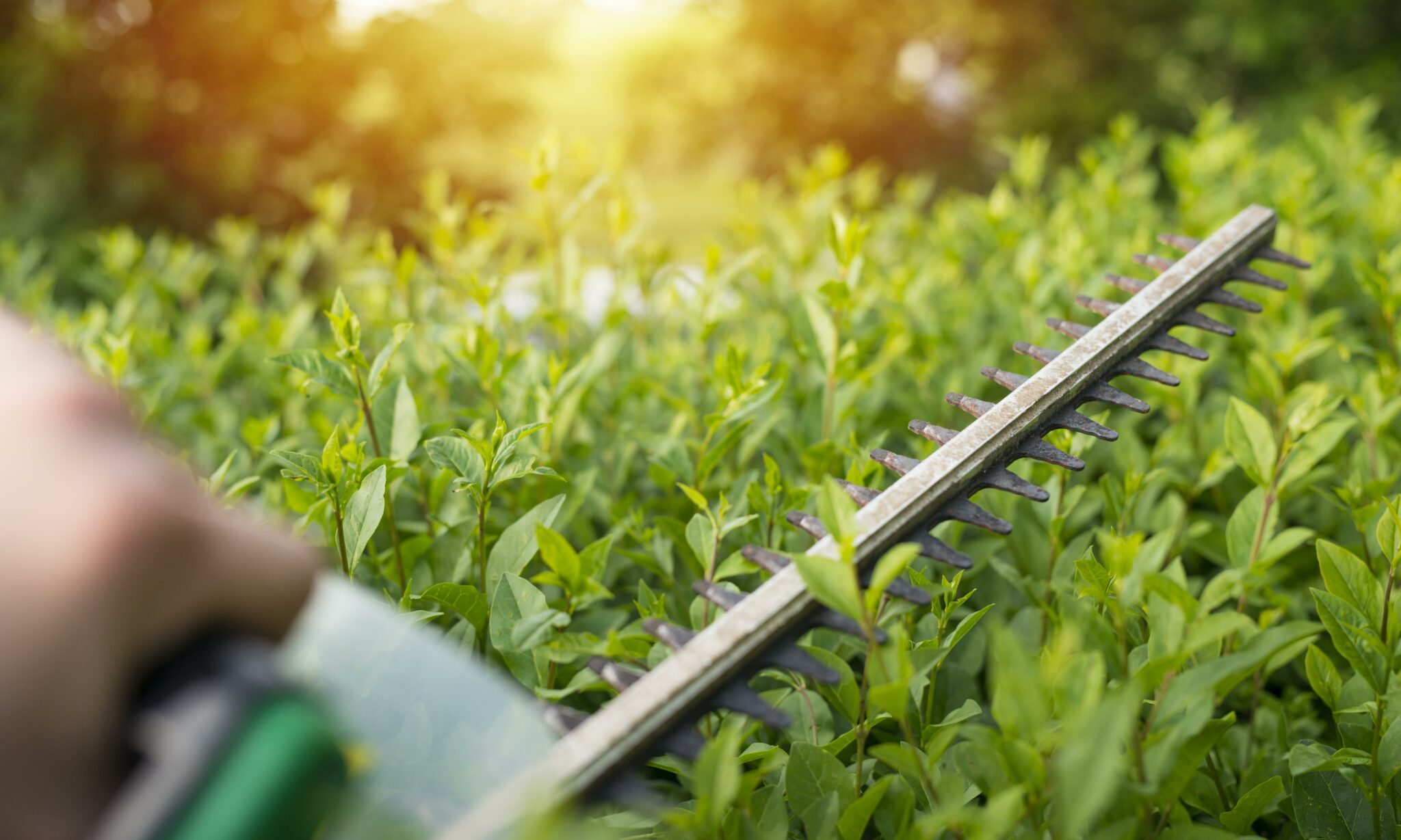 bush-pruning-with-hedge-trimmer (1)